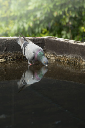 Pigeons are drinking waterの写真素材