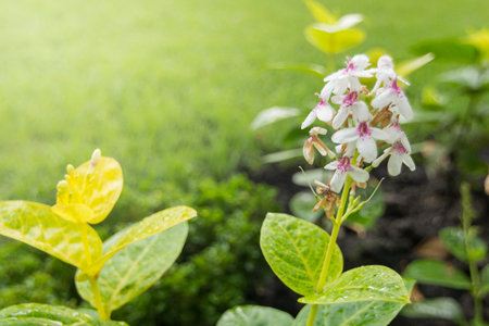 Small white flowers with light shining down,soft focus.の写真素材