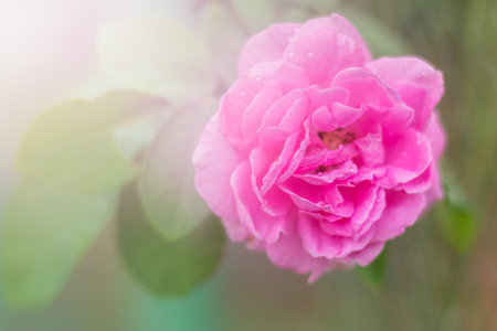 Close up rose pink ,soft focusの写真素材
