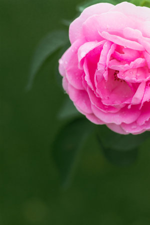 Close up rose pink ,soft focusの写真素材