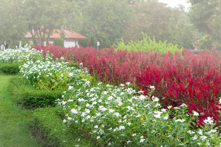 Colorful flower garden on a foggy dayの写真素材