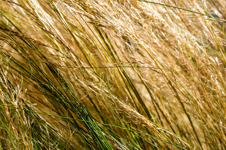 Bunch of high grass illuminated by the sun and moved by the wind