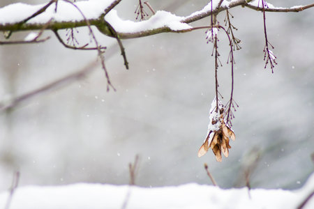 a snow day with a leaf in a branch as the main characterの写真素材