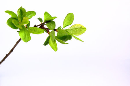 Green leavesの写真素材