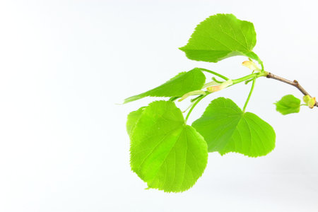 Green leavesの写真素材