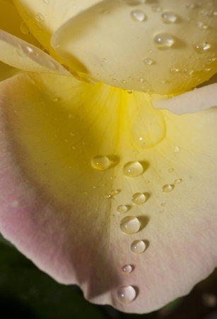 Closeup of a yellow rose petal pink edge with a pearly rain dropsの写真素材