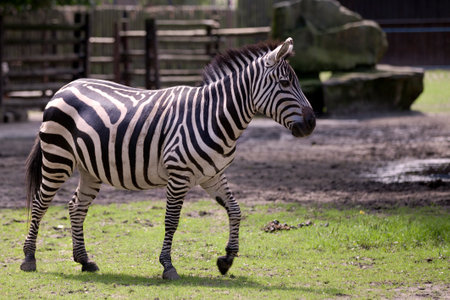 Zebraの写真素材