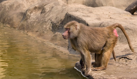 Monkey on the waterの写真素材