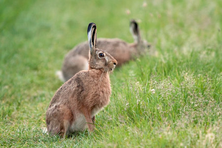 Hares in the wild の写真素材
