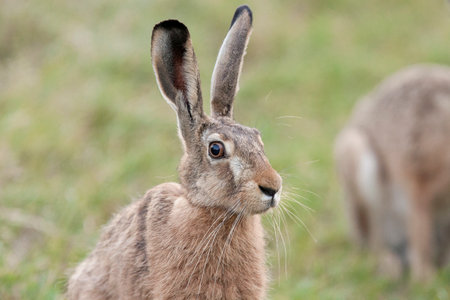 Hare in the wild 