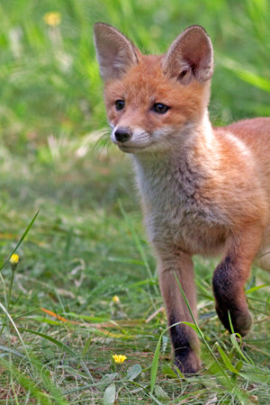 Young fox in the clearingの写真素材
