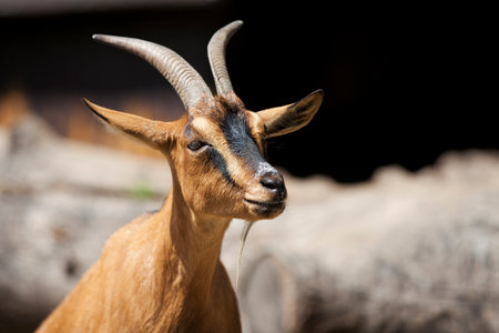 Portrait of a goatの写真素材