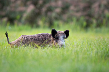 Boar in the clearing の写真素材