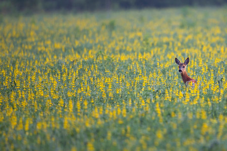 Roe deer hidden in the flowersの写真素材