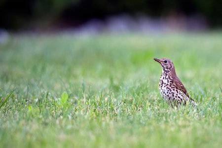 Meadow Pipit in the wildの写真素材