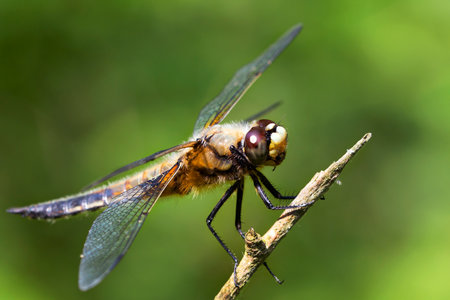 Dragonfly on a twigの写真素材