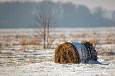 Winter landscape, bale of hay in a field の写真素材