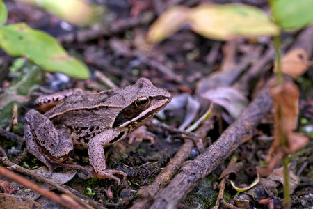 Frog in the wildの写真素材