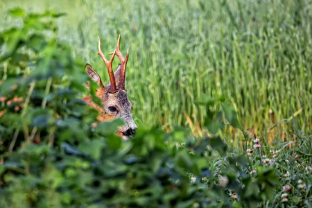 Buck deer in hidingの写真素材