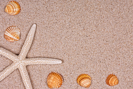 Seashells on the sand or textureの写真素材