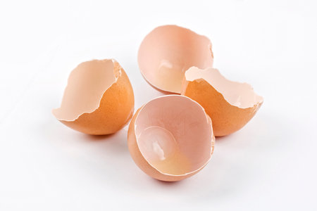 The egg shellの写真素材