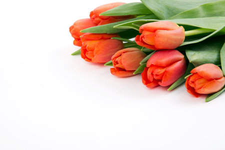 Red tulips on a white backgroundの写真素材