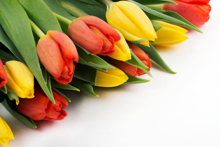 Yellow and red tulipsの写真素材