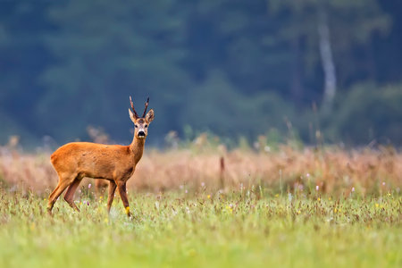 Buck deer in a clearingの写真素材