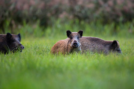 Boars in the wild, in a clearing の写真素材
