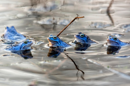 Moor frogs in the wildの写真素材