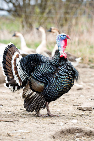 Turkey on the farmの写真素材