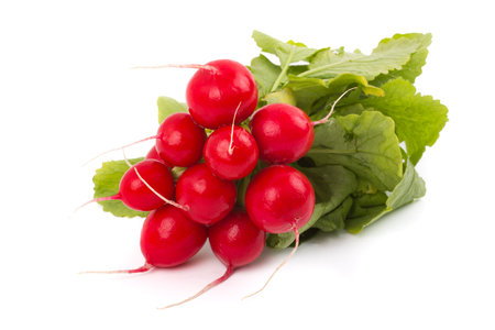 Fresh radishの写真素材