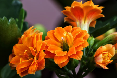 Spring flowersの写真素材