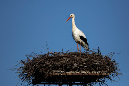 White stork in the nestの写真素材