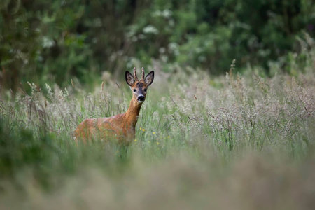 Buck deer in the forestの写真素材