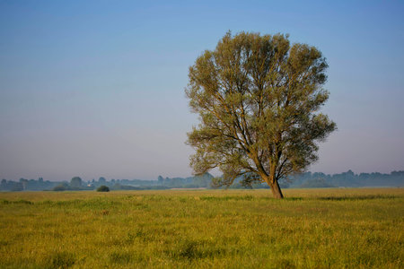 Lonely tree on a gladeの写真素材