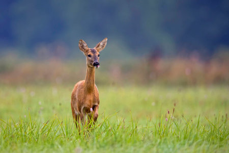 Roe-deer in the wild, in a clearingの写真素材