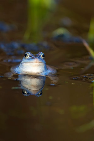 Moor frog in the wildの写真素材