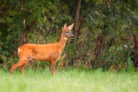 Roe-deer in the forestの写真素材