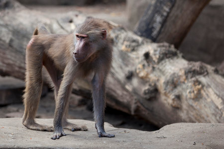 Monkey in the wildの写真素材