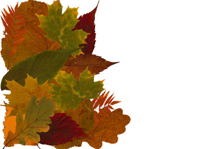 Leaves on a white backgroundの写真素材