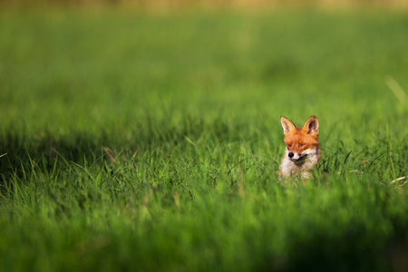 Fox in the wildの写真素材