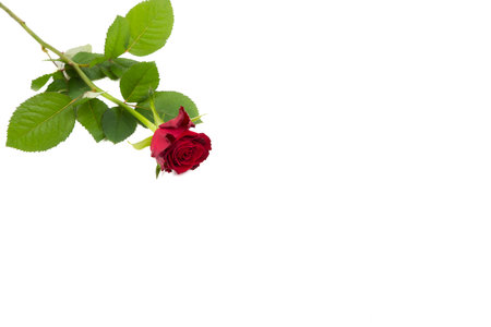 Red rose on a white backgroundの写真素材