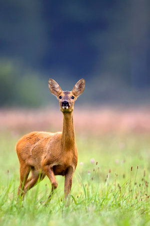 Roe-deer in the wildの写真素材