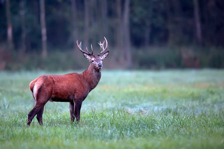 Red deer in a clearing, in the wildの写真素材