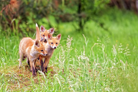 Foxes in the wild, in a clearingの写真素材