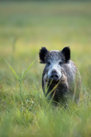 Boar in a clearing, in the wildの写真素材