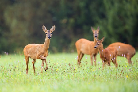 Roe-deer with family in the wildの写真素材