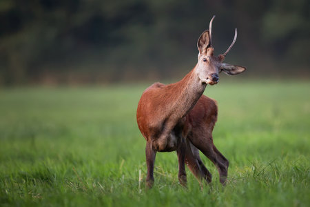 Red deer on the move in the wildの写真素材
