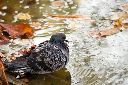 Pigeon over the waterの写真素材